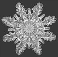Pine Tree Doily Crochet Pattern 16"