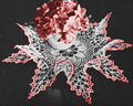Wild Rose Point Doily Crochet Pattern 18-21"