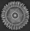 Sea Spray Ruffled Doily Crochet Pattern 22"