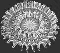 Double Ruffle Doily Crochet Pattern 12.5"