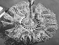 Sea Foam Double Ruffle Doily Crochet Pattern 12"