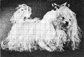 Fluffy Dog Stuffed Toy Crochet Pattern