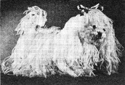 Fluffy Dog Stuffed Toy Crochet Pattern